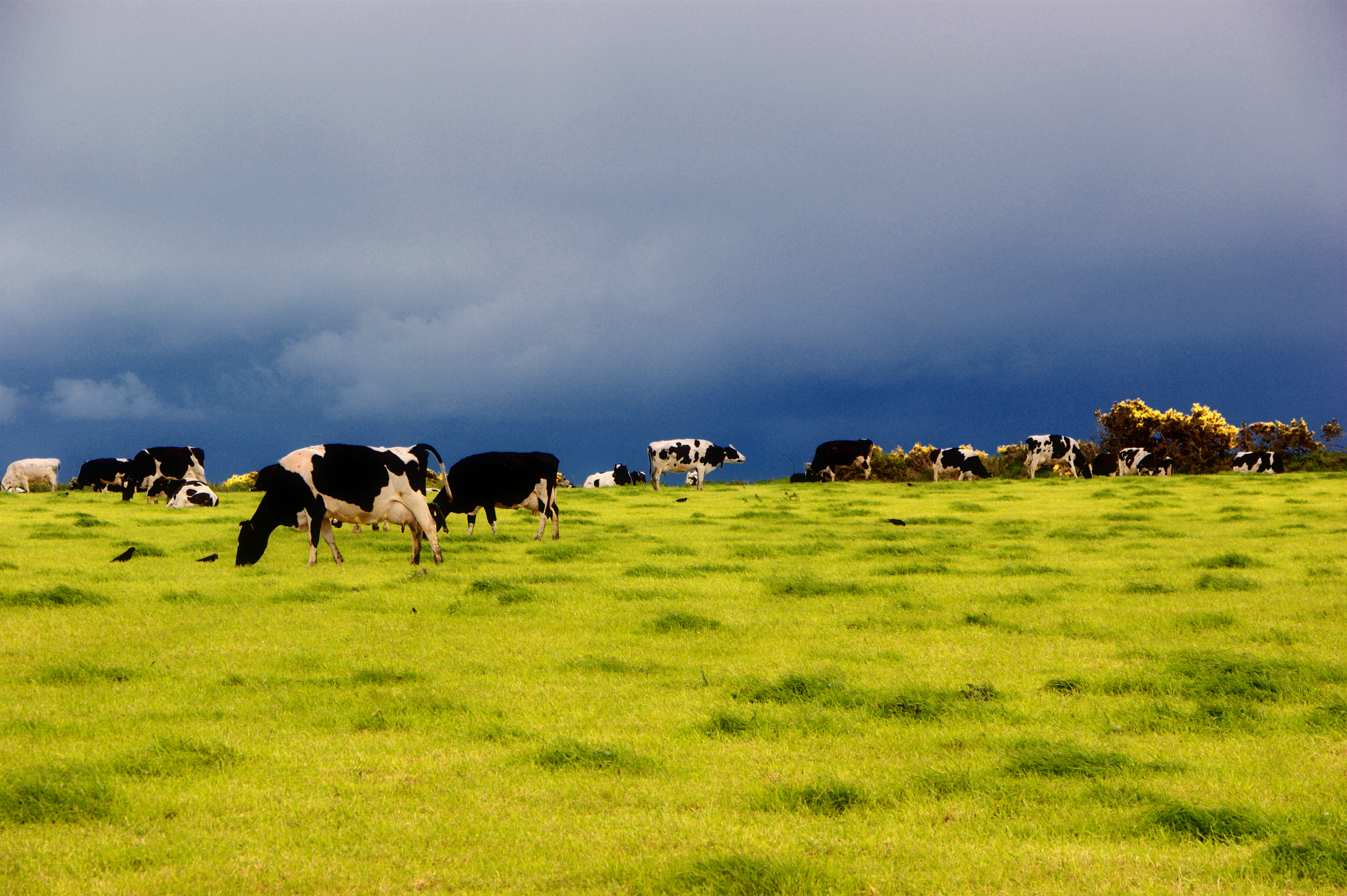 Cows grazing on a Thaariva partner farm at golden hour